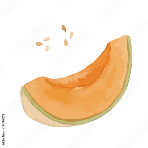 Watercolor-style fresh cantaloupe melon illustration, orange flesh musk melon with slice／赤肉メロン