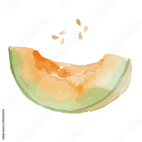 Watercolor-style fresh cantaloupe melon illustration, orange flesh musk melon with slice／赤肉メロン