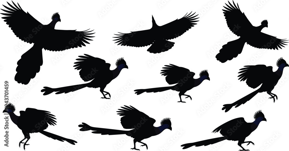 Obraz premium Peacock silhouette collection, flying and walking peafowl bird vector set, exotic wildlife bird silhouettes isolated illustration pack