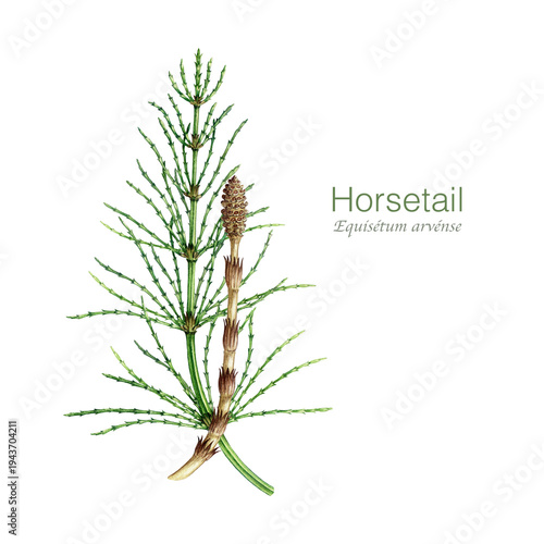 Horsetail plant with sprout on white background watercolor illustration. Hand drawn Equisetum arvense medicinal plant vintage style botanical illustration. Field horsetail herbal medicine ingredient