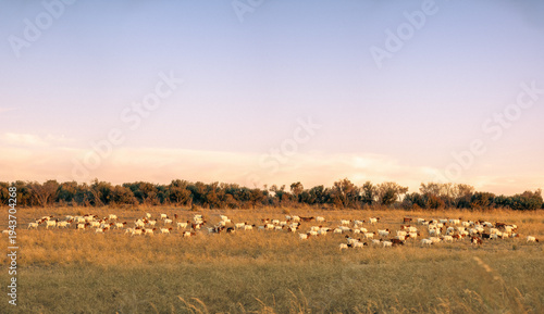 Φωτογραφία Panoramic view of herd of goats grazing in the field at dusk, Victoria, Australi