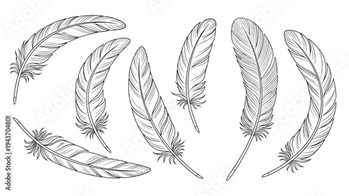 Collection of hand drawn bird feathers in black and white ink sketch style featuring various plumes and quill shapes.