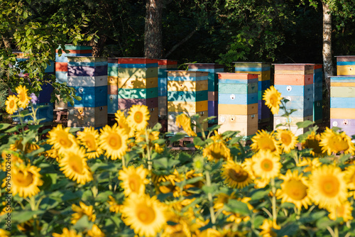 Sunflower field in front of rows of colorful hives at a forest apiary. Bright sunflowers and multi-tiered beehives on a sunny day symbolizing honey harvest and natural productivity