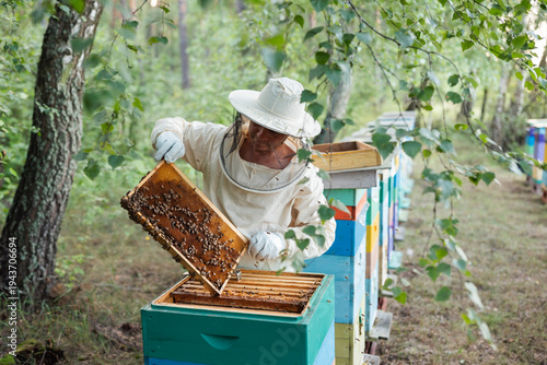 Beekeeper in protective gear taking a frame from a green hive in the forest. Beekeeper inspects bee frames and honeycombs on a mobile apiary in the middle of a birch grove, increasing profits