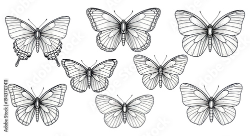 Collection of hand-drawn black and white butterflies, elegant insect illustrations