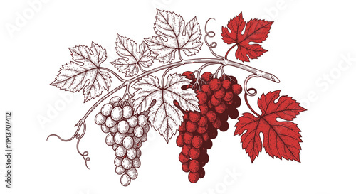Vineyard Harvest: Grapes on Vine with Leaves, Red and Green Berries