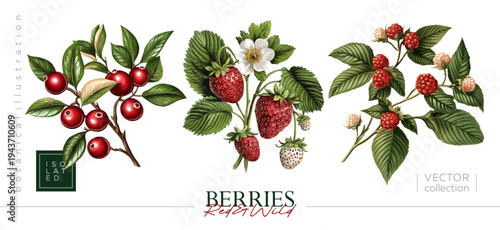 Collection of Elegant Vintage Botanical Illustrations showcasing various types of Berries. Illustrations in the style of vintage painting and botanical illustration