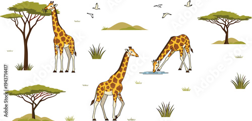 Giraffe poses in African savanna vector set, wildlife safari animals with acacia trees, birds, grass and nature landscape illustration