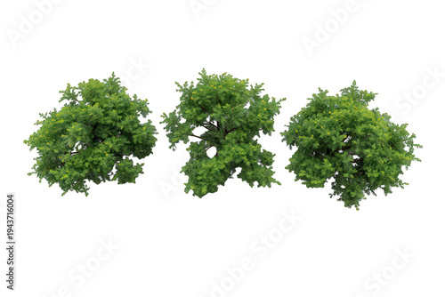 Group of green tree tops seen from above isolated on transparent background for landscape architecture design