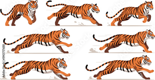 Set of running tiger poses vector illustration, wild big cat action sequence, jungle predator movement collection isolated on white background