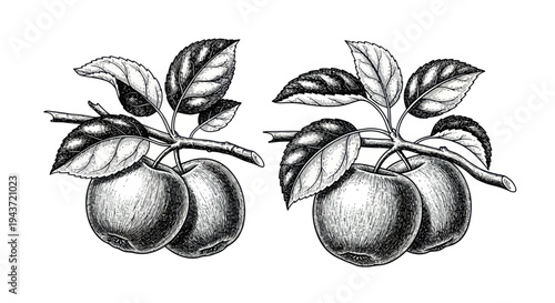 Vintage Apple Branches with Leaves and Fruits, Hand-drawn Sketch Illustration