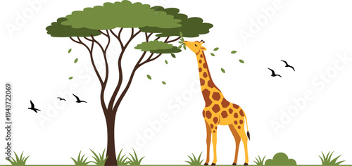 Giraffe eating leaves from acacia tree in African savanna vector illustration, wildlife safari animal scene with birds and grass