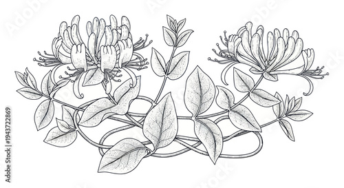 Elegant Honeysuckle Blossoms and Leaves Line Art Illustration