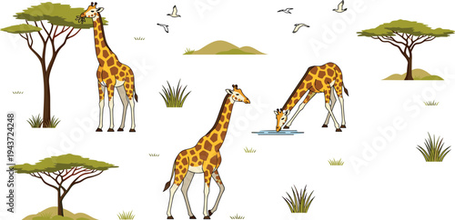 Giraffe poses in African savanna vector set, wildlife safari animals with acacia trees, birds, grass and nature landscape illustration