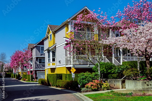 Residential area, townhouse community in Richmond, spring, blooming magnolias near houses, green grass and bushes on the territory of the residential complex, clear blue sky