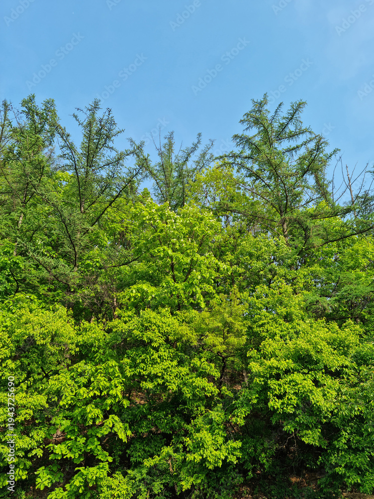Fototapeta premium Summer forest and blue sky