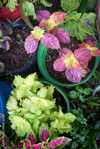 Fotografija a group of Miana plants with a variety of contrasting leaf colors and beautiful