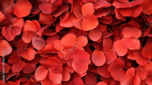 Wallpaper Mural Dense Cluster of Bright Red Rose Petals
 Torontodigital.ca