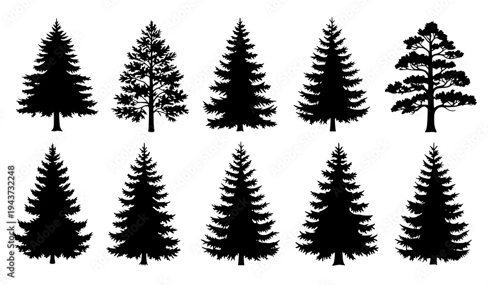 Obraz premium Vintage fir and pine tree silhouettes vector set conifer forest nature collection isolated on white background