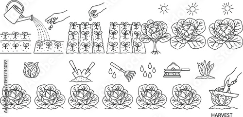 Cabbage Growing Process Line Art Set Showing Planting, Watering, Cultivation, Growth Stages, and Harvest for Agriculture, Farming, and Gardening Education