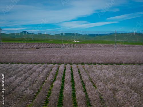 Almond Field in Tracy with Windmills as the Background, California
