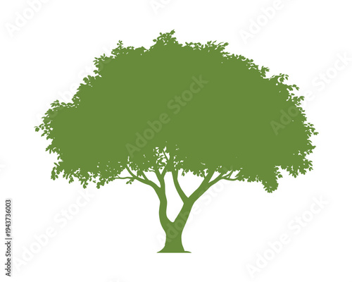 Green leafy tree silhouette with dense foliage and sturdy trunk on white background leaves
