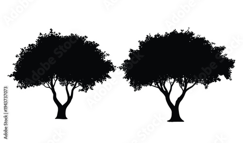 Two black silhouette trees with dense foliage and thick trunks on white background