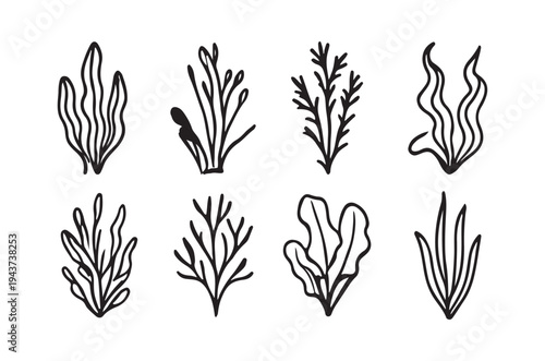 Hand drawn botanical illustration featuring various types of seaweed and plants