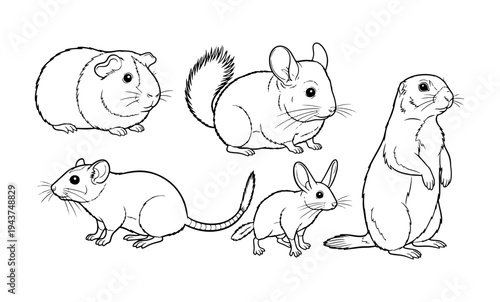 Set of five line art illustrations featuring guinea pig chinchilla prairie dog mouse and jerboa coloring page