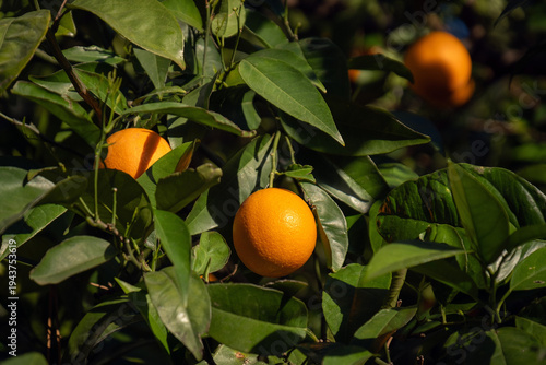 orange tree. Orange fruits among green leaves.