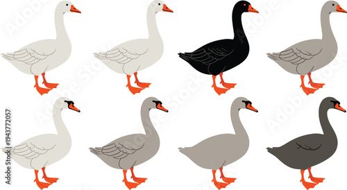 Cartoon swan and goose bird character set showing different colors of waterfowl with orange beak and feet isolated for wildlife illustration collection