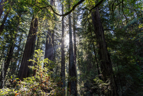 A Redwood Forest Bay Area