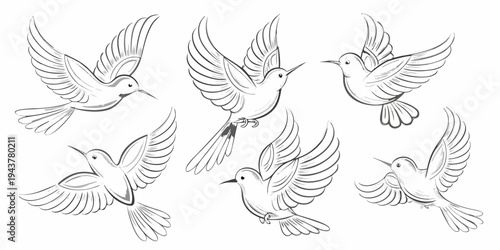 Sketch of hummingbirds in flight showcasing various wing positions