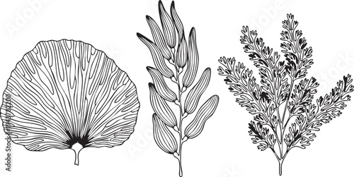 Black and white silhouettes of three distinct plant species with varying leaf structures
