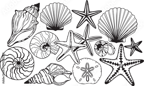 Black and white silhouettes of various seashells and starfish