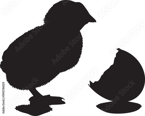 Black silhouette chick standing beside broken egg chicken