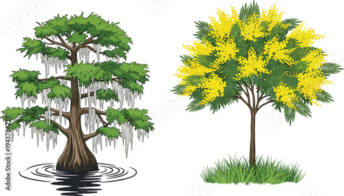 Vector illustration of a majestic swamp cypress with Spanish moss and a blooming yellow mimosa tree isolated on white background