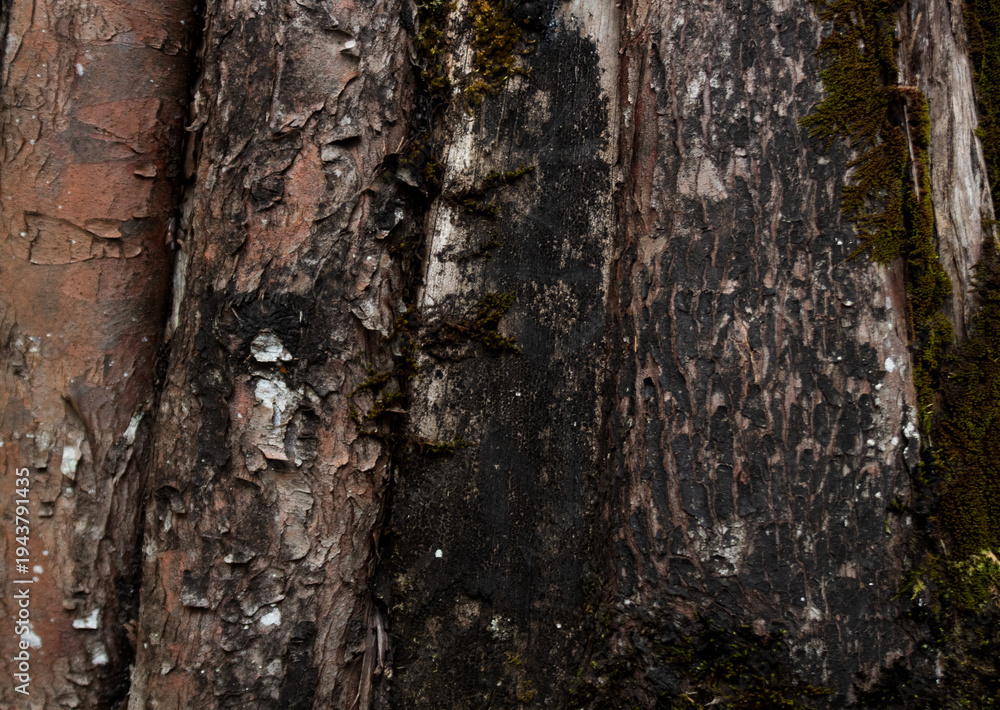 Fototapeta premium wood texture in high contrast and good resolution