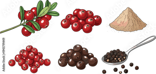 Spices and Berries Set with Red Peppercorn Black Pepper and Ground Spice Ingredients Isolated on White Background Food Vector Illustration