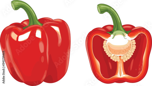 Red Bell Pepper Whole and Half Cross Section with Seeds Fresh Sweet Capsicum Vegetable Isolated on White Background Vector Illustration