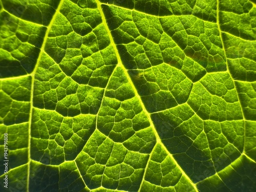 Obraz na plátně Green leaf vein natural background.
