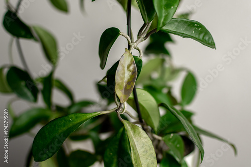 Hoya carnosa. Apocynaceae. Hoya carnosa. an evergreen plant. wax ivy. The wax tree