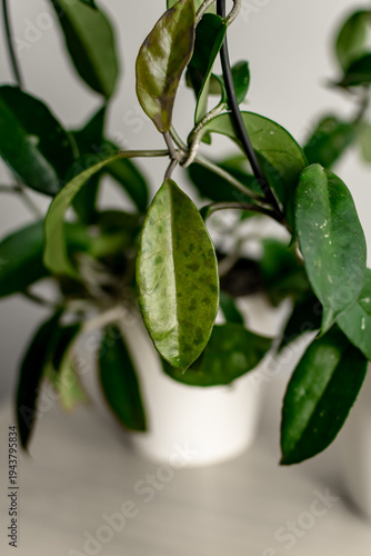 Hoya carnosa. Apocynaceae. Hoya carnosa. an evergreen plant. wax ivy. The wax tree