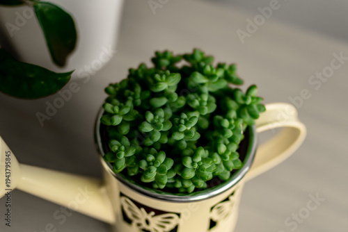 Crassulaceae. Sedum Burrito mоrаn. 
