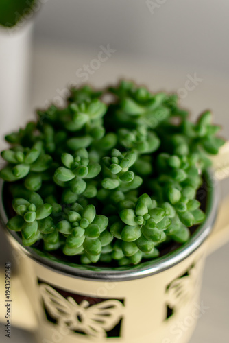 Crassulaceae. Sedum Burrito mоrаn. 