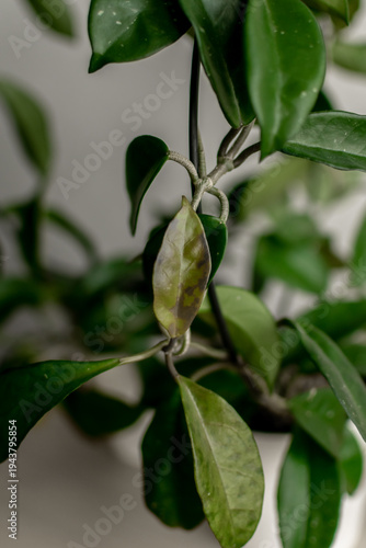 Hoya carnosa. Apocynaceae. Hoya carnosa. an evergreen plant. wax ivy. The wax tree
