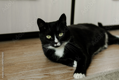 A well-groomed black domestic cat with yellow eyes and a white collar lies contentedly on the floor of the room. pet care. proper nutrition for a cat