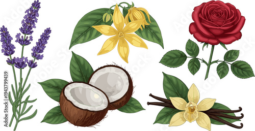 Botanical Flower and Plant Vector Set with Lavender, Lily, Coconut, Rose, and Vanilla Isolated Natural Illustrations for Beauty, Spa, and Organic Designs