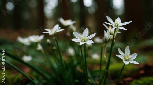 Delicate white star flowers bloom in a lush forest environment