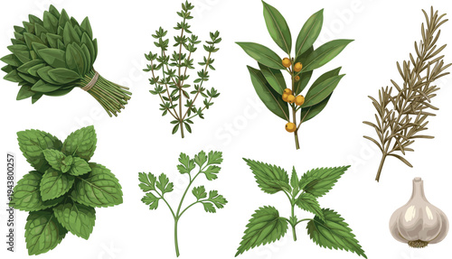 Fresh Culinary Herb Vector Set with Basil, Mint, Thyme, Bay Leaves, Rosemary, Parsley and Garlic Isolated Botanical Illustrations for Cooking Design